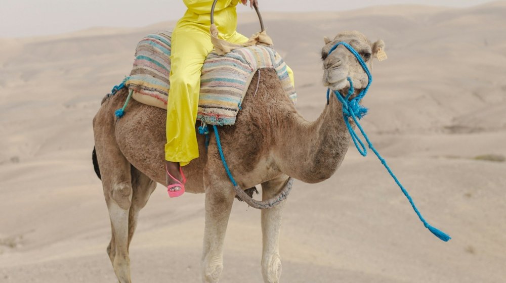A rider sitting high on a saddled camel on golden sand under a bright sky near Marrakech