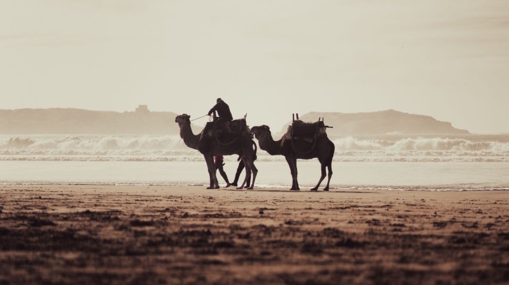 A rider on a camel walking along the wet sand of a Moroccan Atlantic beach