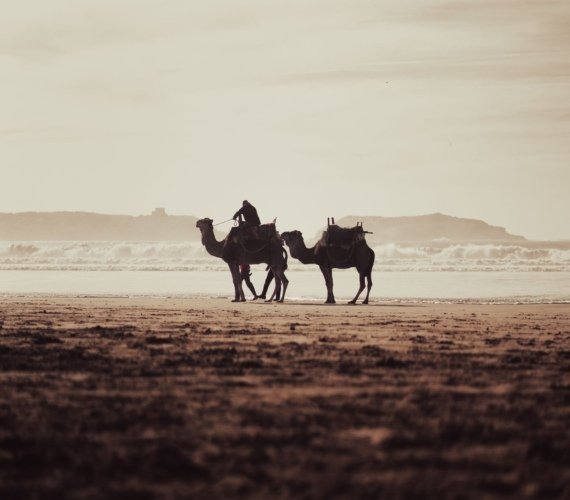 A rider on a camel walking along the wet sand of a Moroccan Atlantic beach