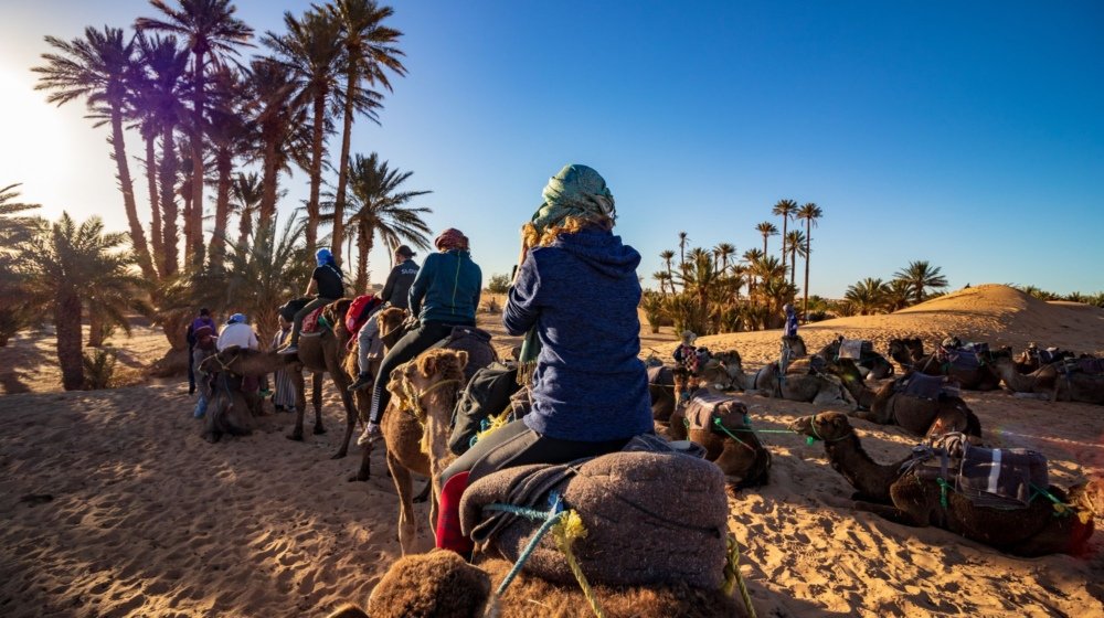 Tourists riding saddled camels in single file through a grove of tall date palms, led by a turbaned handler, with resting camels alongside and low sun behind the palms.