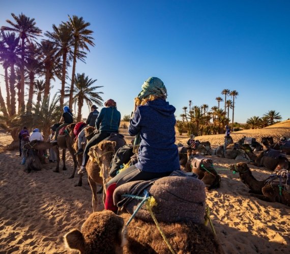 Tourists riding saddled camels in single file through a grove of tall date palms, led by a turbaned handler, with resting camels alongside and low sun behind the palms.