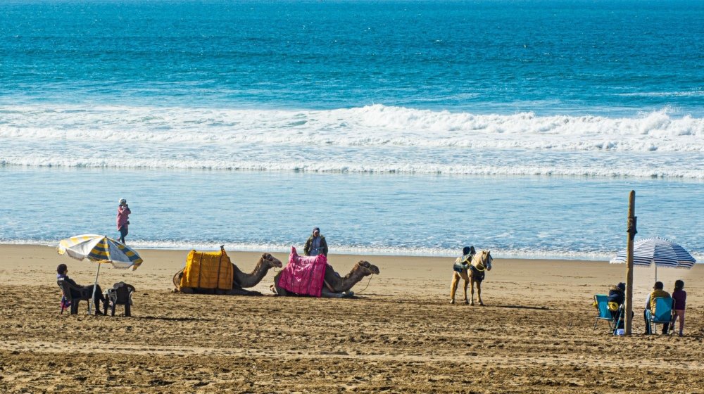 Tourists riding camels along the shoreline of a busy Moroccan beach with sun umbrellas behind