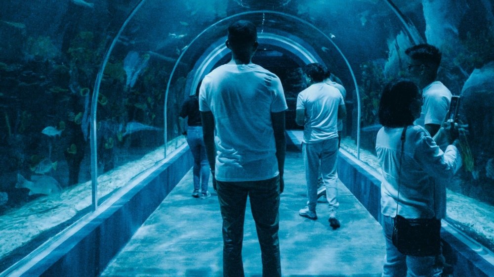 Visitors walking through a glass underwater aquarium tunnel with sharks passing overhead