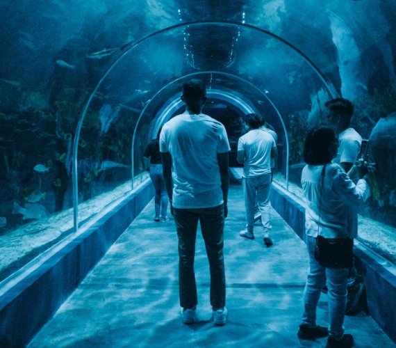 Visitors walking through a glass underwater aquarium tunnel with sharks passing overhead
